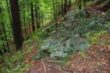 Fot. Czytelnik Pieninyinfo.pl