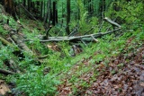 Fot. Czytelnik Pieninyinfo.pl