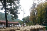 Fot. Pieninyinfo.pl