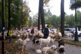 Fot. Pieninyinfo.pl