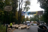 Fot. Pieninyinfo.pl