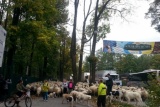 Fot. Pieninyinfo.pl