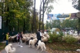 Fot. Pieninyinfo.pl