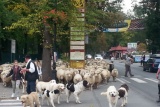 Fot. Pieninyinfo.pl