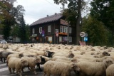 Fot. Pieninyinfo.pl