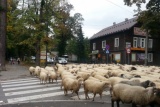 Fot. Pieninyinfo.pl